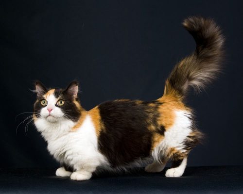 10 Most Unique Cat Breeds