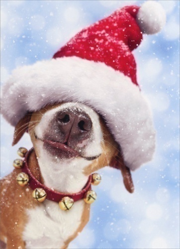 Consider these pet safety tips for the holidays while decorating your house and planning your feasts for family and friends