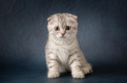 10 Most Unique Cat Breeds