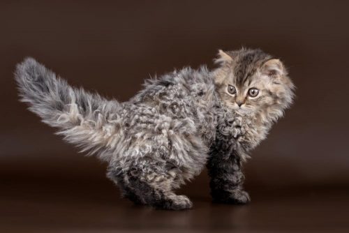 10 Unique Cat Breeds
