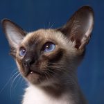 Siamese Cat Breed Traits and Personalities