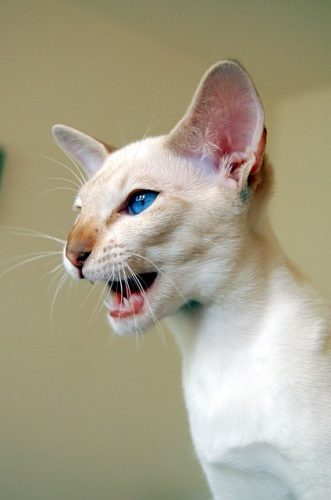 Siamese cat breed traits and personalities make the Siamese cat an excellent choice for a pet