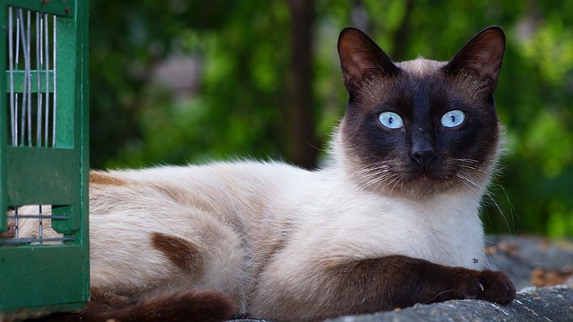 Siamese cat breed traits and personalities make the Siamese cat an excellent choice for a pet.