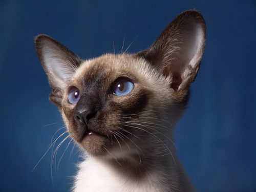 Siamese cat breed traits and personalities make the Siamese cat an exc