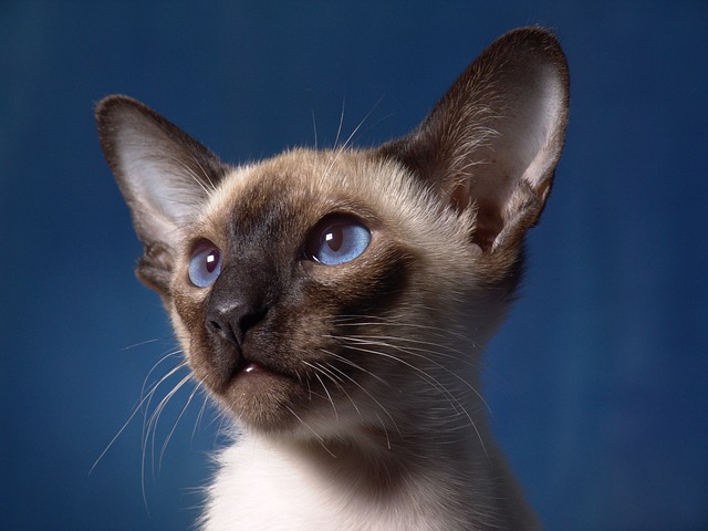 Average age of sales a siamese cat