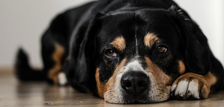 Tramadol For Dogs: What You Need To Know