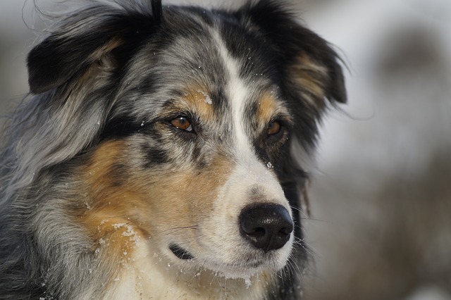 Canine epilepsy can strike without warning or pattern.