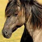 16 Things You Should Never Feed Your Horse