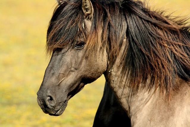 16 Things You Should Never Feed Your Horse