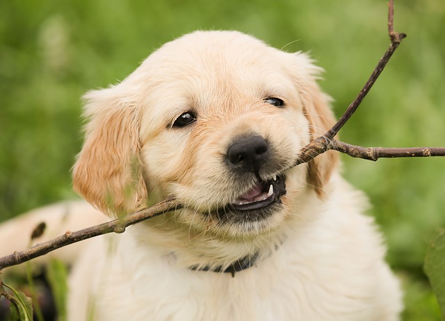 Are Rawhide Dog Treats Safe for Your Dog?