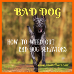 Bad Dog: How to Weed Out Bad Dog Behaviors