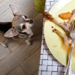 How to Cure Your Dog from Begging at the Table