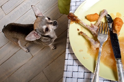 Here are a few suggestions for how to cure your dog from begging at the table.