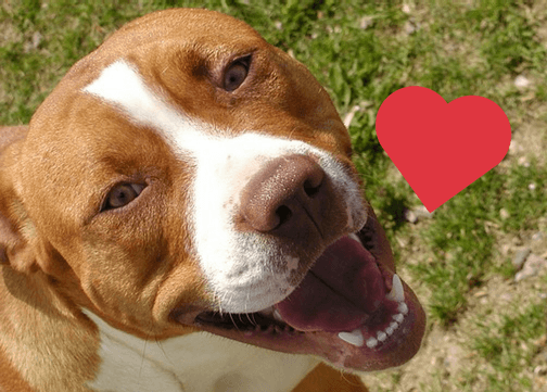 Could Owning a Dog Help Protect Against Heart Disease