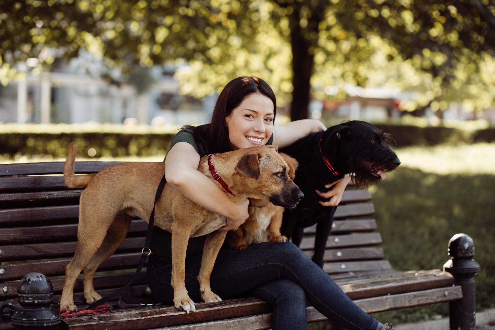 Dog sitter taking dogs for a walk