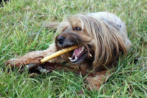 Taking Good Care of Your Dog's Teeth in 3 Simple Steps
