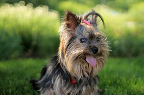 These are six of the most popular dog items pet owners should buy.