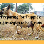 Preparing for Puppies: 3 Strategies to be Ready