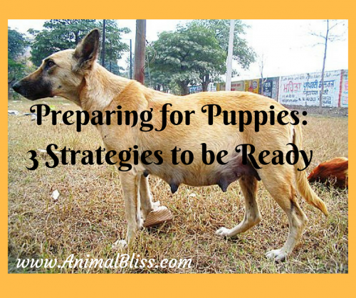 Preparing for Puppies: 3 Strategies to Get Ready for the Bundles of Joy