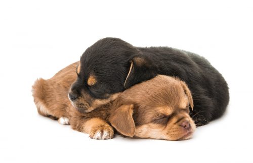 Preparing for Puppies: 3 Strategies to be Ready