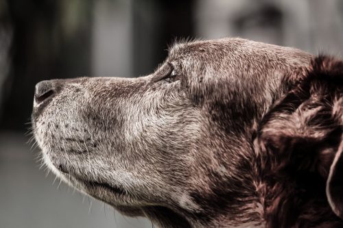Pup Growing Old? 5 Ways To Care For Your Aging Dog