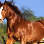 Regular Horse Grooming for a Healthy and Fit Horse