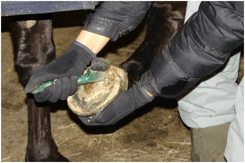Regular horse grooming is one of the most important activities required to maintain a healthy horse.
