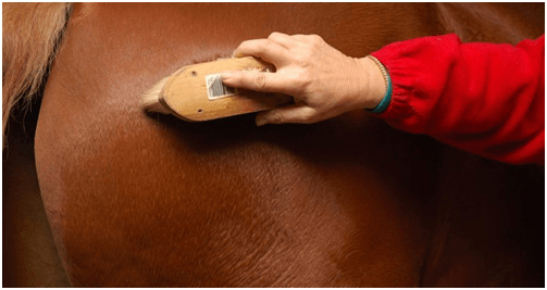 Regular horse grooming is one of the most important activities required to maintain a healthy horse.