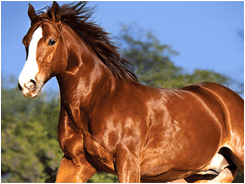 Regular horse grooming is one of the most important activities required to maintain a healthy horse.