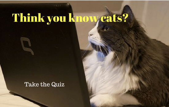 Think You Know Cats? Think again - Take the Cat Quiz. I got 80%