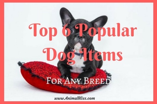 Top 6 Popular Dog Items Suiting Any Breed