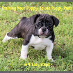 Training Your Puppy to use Puppy Pads in 4 Easy Steps