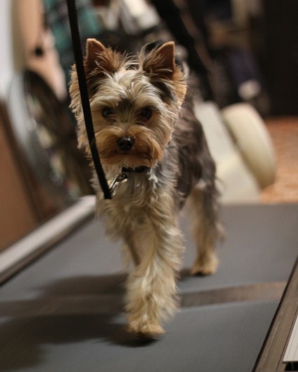 Can Dogs Safely Use a Human Treadmill?