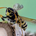 Keep Your Pets Safe From These Dangerous Pests