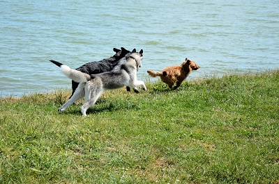 5 reasons to try dog daycare