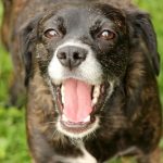 5 Reasons To Try Dog Daycare – Check it out