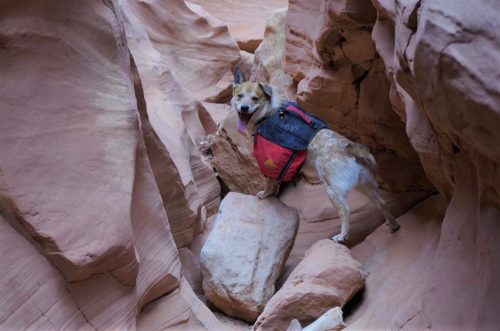 Getting your dog ready for outdoor adventures can be a lot of fun, but you have to prepare your dog first.