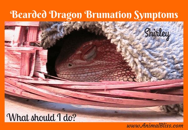 Bearded Dragon Brumation Symptoms, What should I do?
