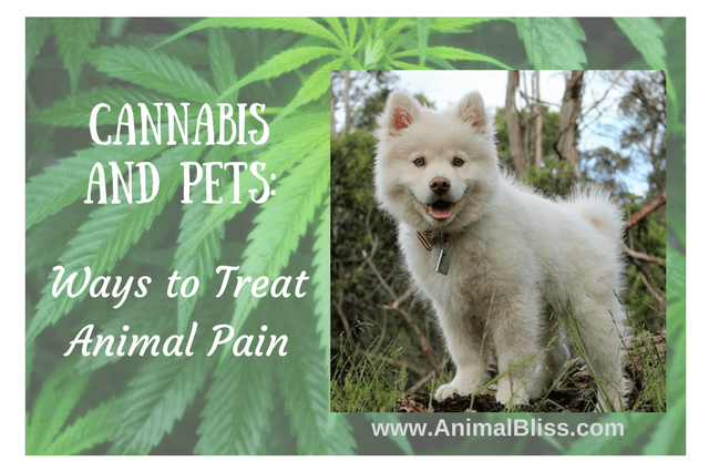 Ways to Treat Animal Pain