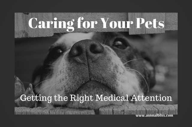 While caring for your pets, pay attention to any visual cues that may signal underlying health issues.