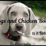 Dogs and Chicken Bones: Is it Safe for Dogs to Eat Chicken Bones?