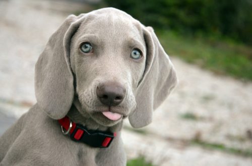 Dogs and Chicken Bones - Is it Safe?