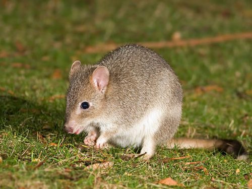 Dwarf Bettongia. 10 Fun Facts About Kangaroos You May Not Know