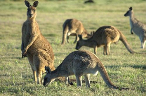 Kangaroo Mob - Fun Facts About Kangaroos