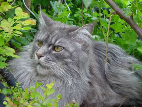 Maine Coon Cats: Meet Ludo, Longest Cat in the World