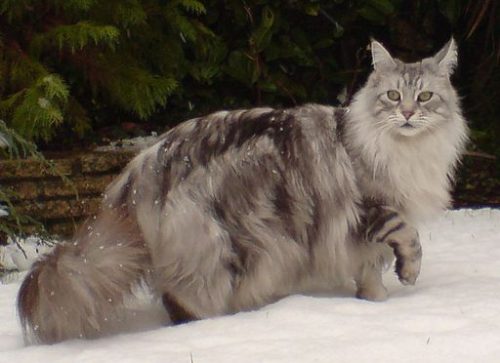 Maine Coon Cats: Meet Ludo, Longest Cat in the World