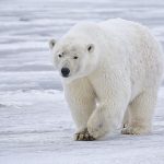 International Polar Bear Day – 36 Amazing Facts About the Polar Bear