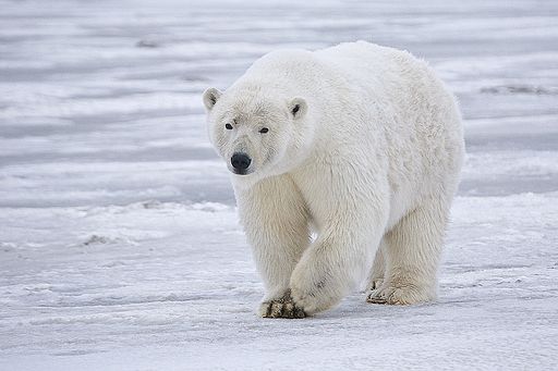 International Polar Bear Day is organized to raise awareness about the impact of global warming.