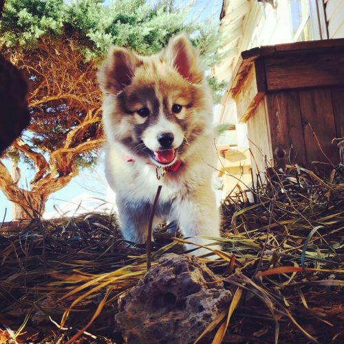 Pomsky Dog Breed – The Cute Cross-Breed that Probably Isn’t for You