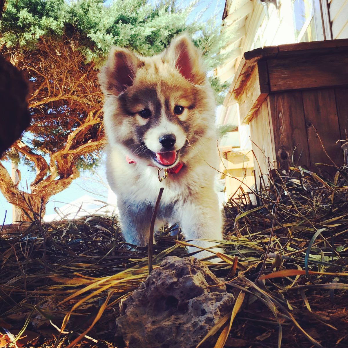 pomsky dog breed